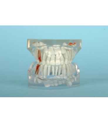 MODELE DENTITION PEDO+OCLUSION TRANSPARENT